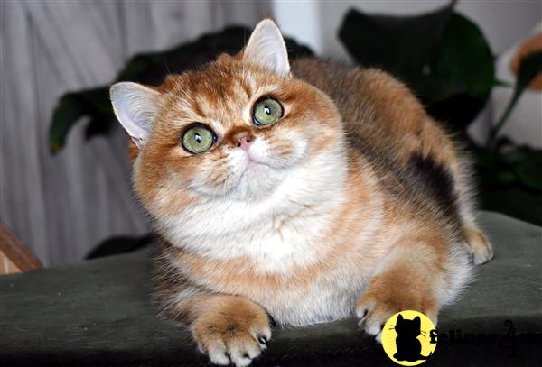 thechubbyfacedcat Picture 1
